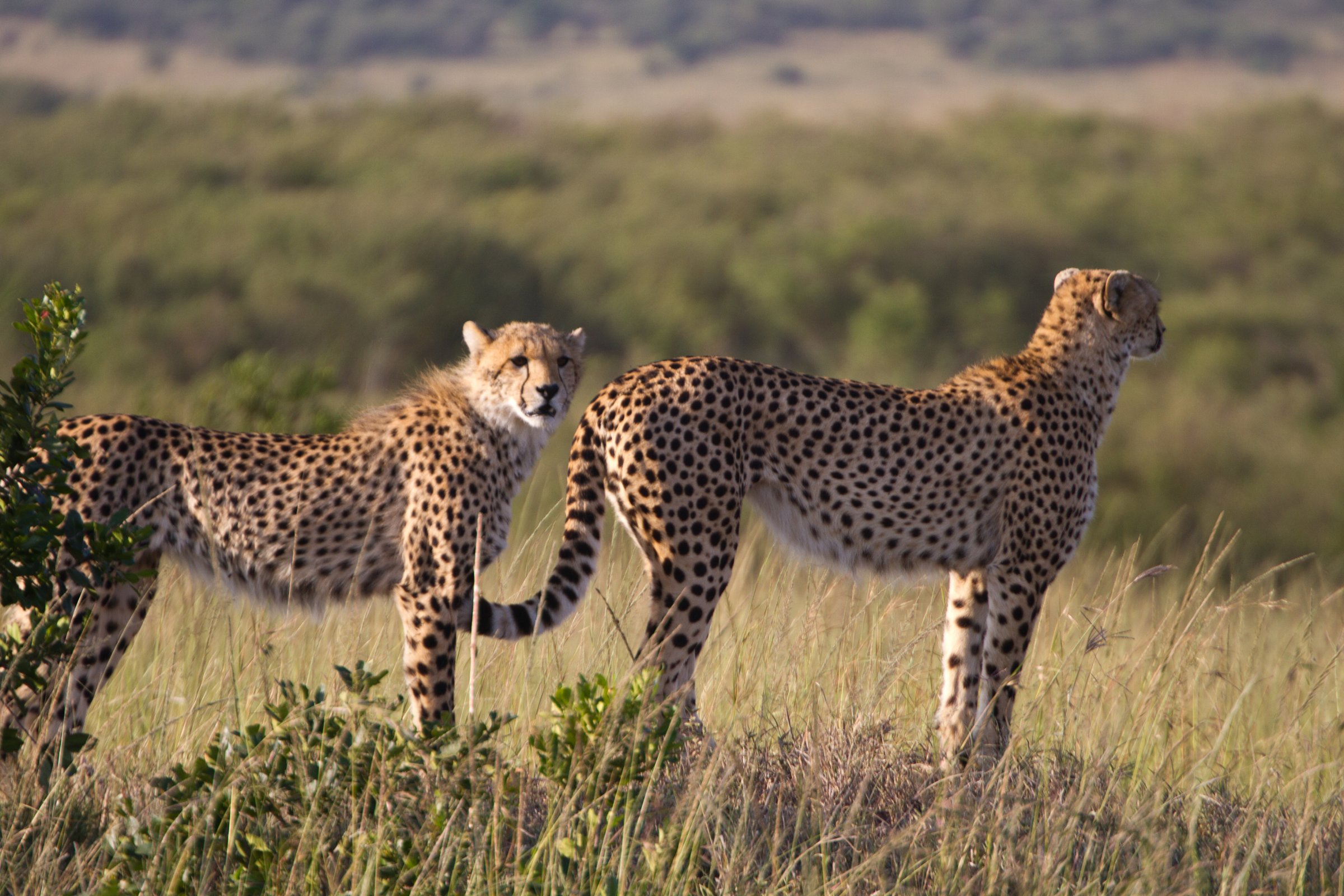 maasai mara national reserve (4).webp